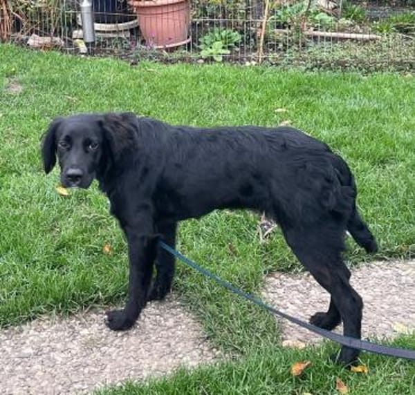 Welpenmädchen Beau sucht ein Zuhause