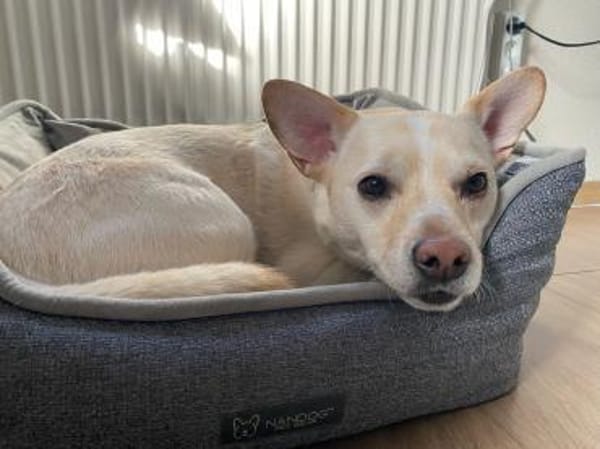 kleiner Jack aus Potsdam