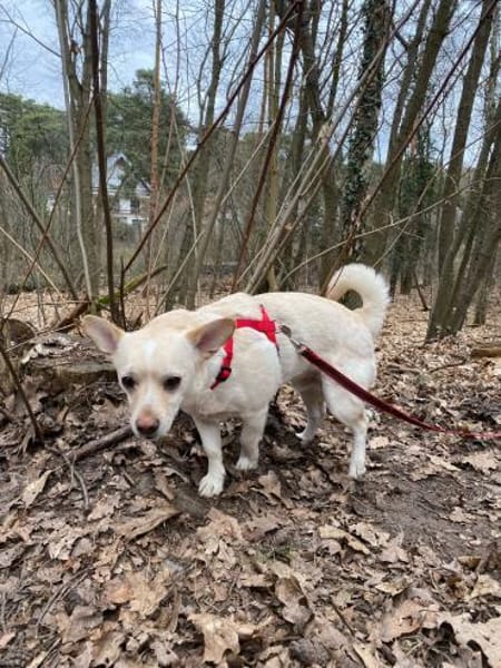 kleiner Jack aus Potsdam