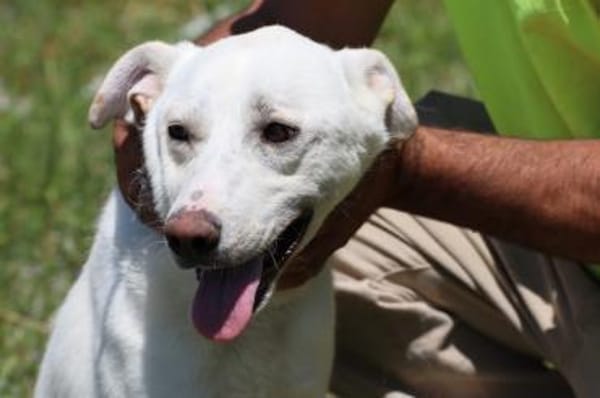 Manü - kinderlieb u. verspielt