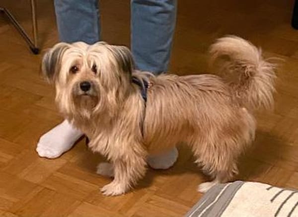 BOBBY-KLEIN , CHARMANT UND VOLLER LEBEN