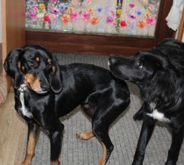 Fröhliche Peggy  sucht ein Zuhause