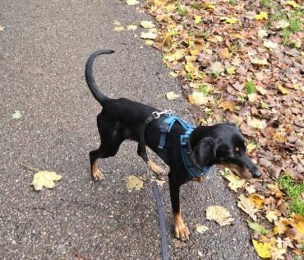 Fröhliche Peggy  sucht ein Zuhause