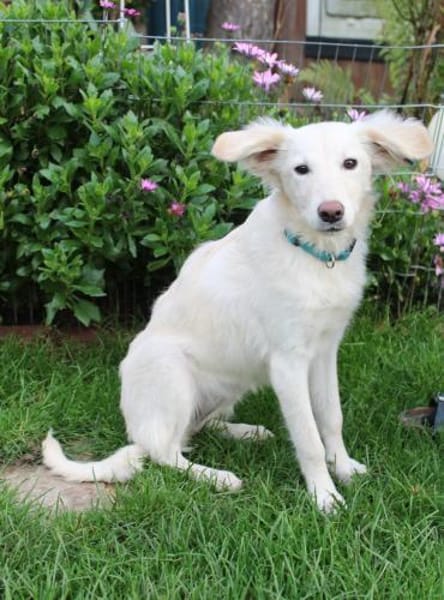 Welpenmädchen Belka sucht ein Zuhause