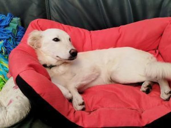 Welpenmädchen Belka sucht ein Zuhause