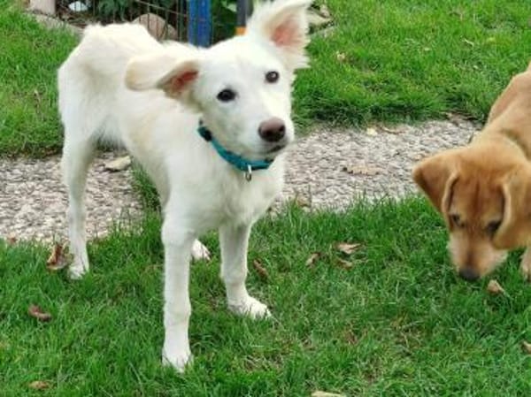 Welpenmädchen Belka sucht ein Zuhause