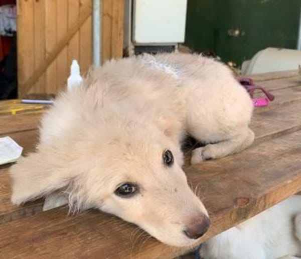 Welpenmädchen Belka sucht ein Zuhause