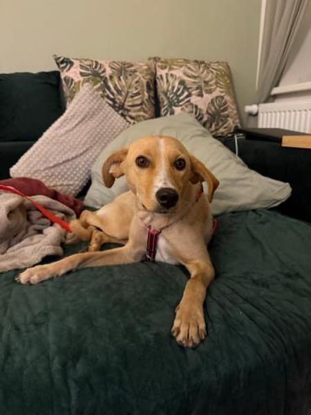 Kiani auf PS in Berlin, braucht Zeit