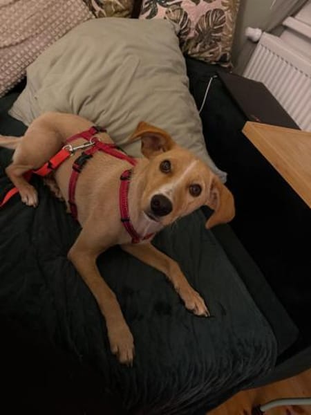 Kiani auf PS in Berlin, braucht Zeit