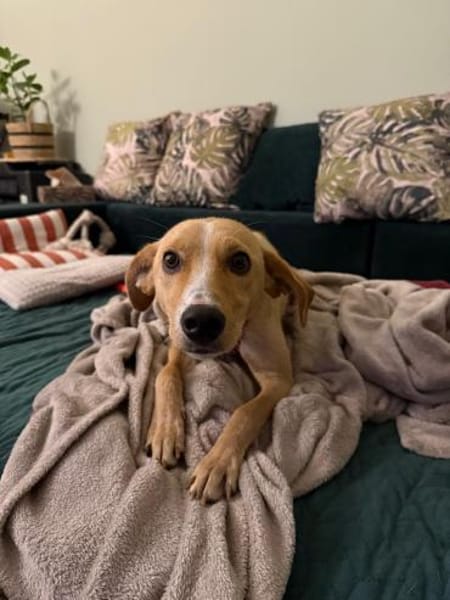 Kiani auf PS in Berlin, braucht Zeit