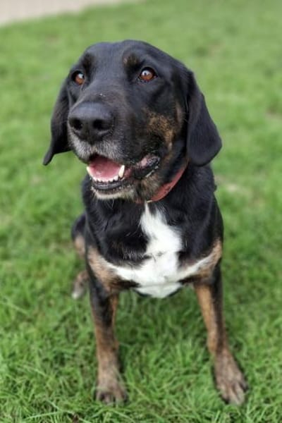 Leo 💗 wartet in 84524 Neuötting