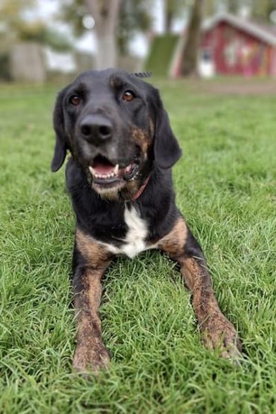 Leo 💗 wartet in 84524 Neuötting