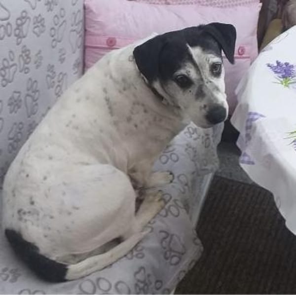 Dona eine liebe Knutschkugel