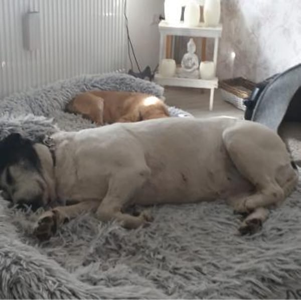 Dona eine liebe Knutschkugel