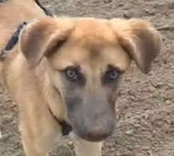 lebhafte Cara sucht ihre Familie