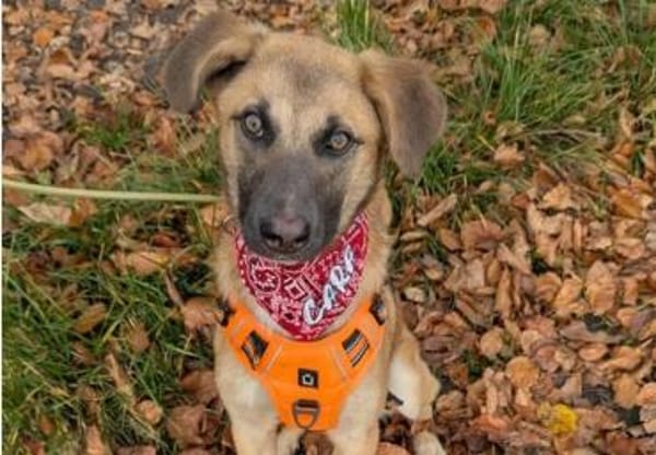 lebhafte Cara sucht ihre Familie