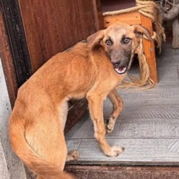 lebhafte Cara sucht ihre Familie