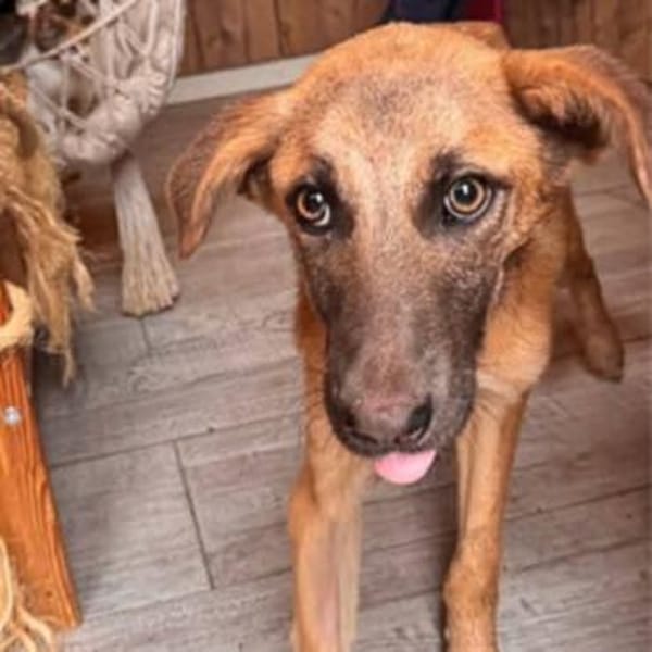 lebhafte Cara sucht ihre Familie