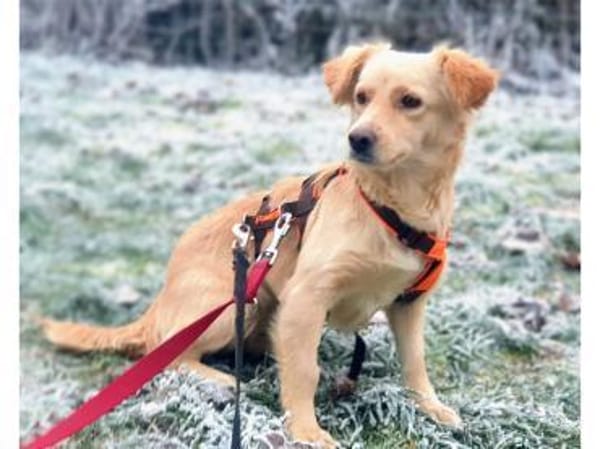 Argyro  wartet in 97440 Werneck