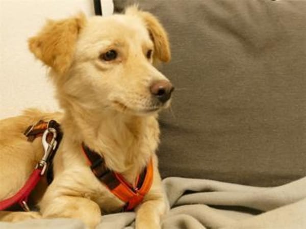 Argyro  wartet in 97440 Werneck