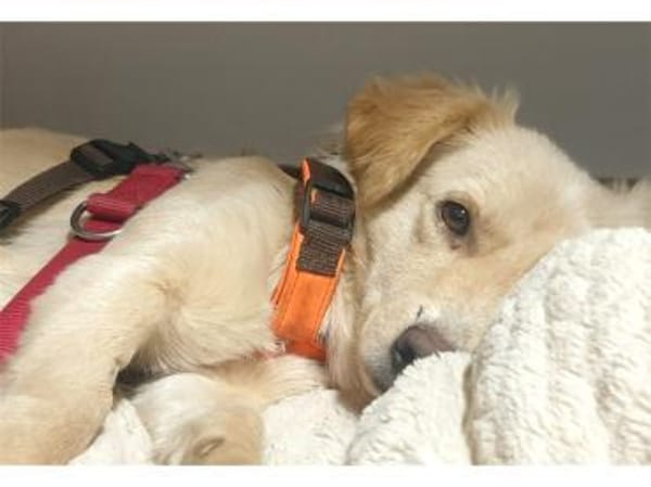 Argyro  wartet in 97440 Werneck