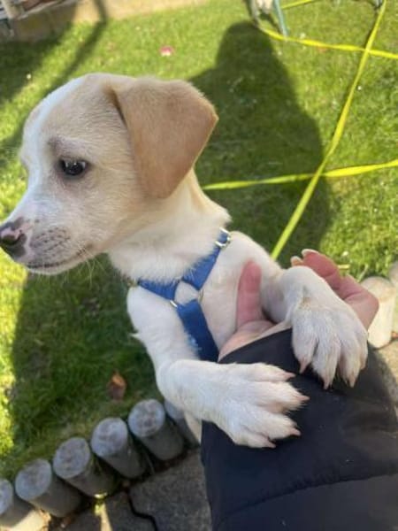 Peppo Kuschelhund sucht seine Decke