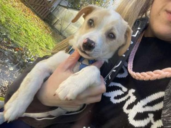 Peppo Kuschelhund sucht seine Decke