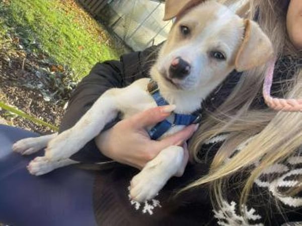 Peppo Kuschelhund sucht seine Decke