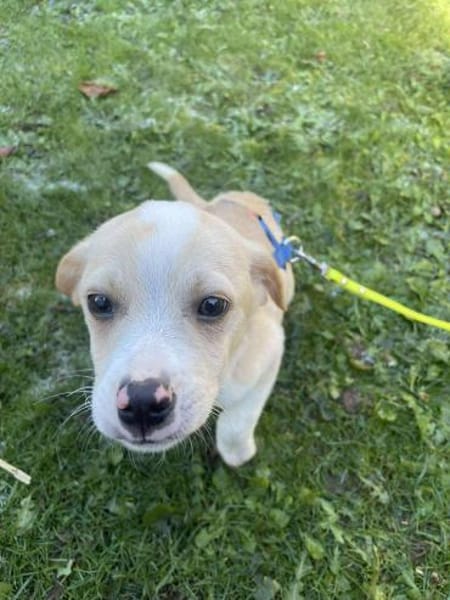 Peppo Kuschelhund sucht seine Decke