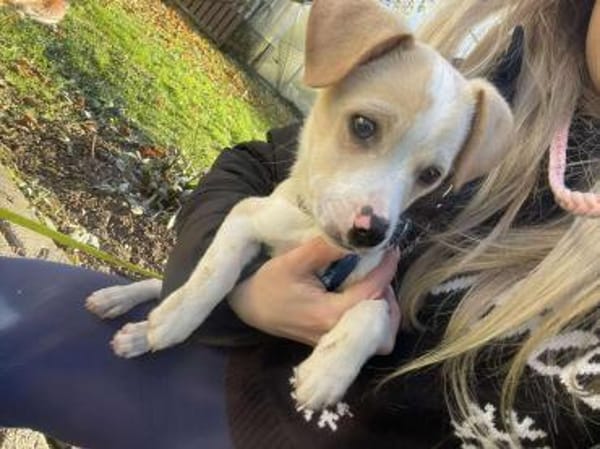 Peppo Kuschelhund sucht seine Decke