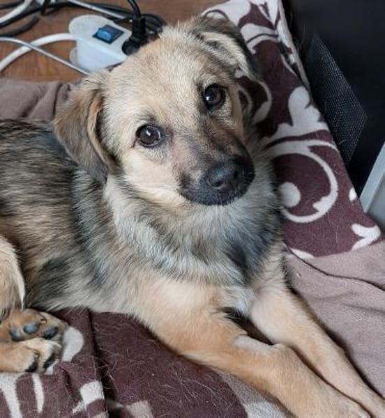 Lale- Zuckermaus auf Körbchensuche!