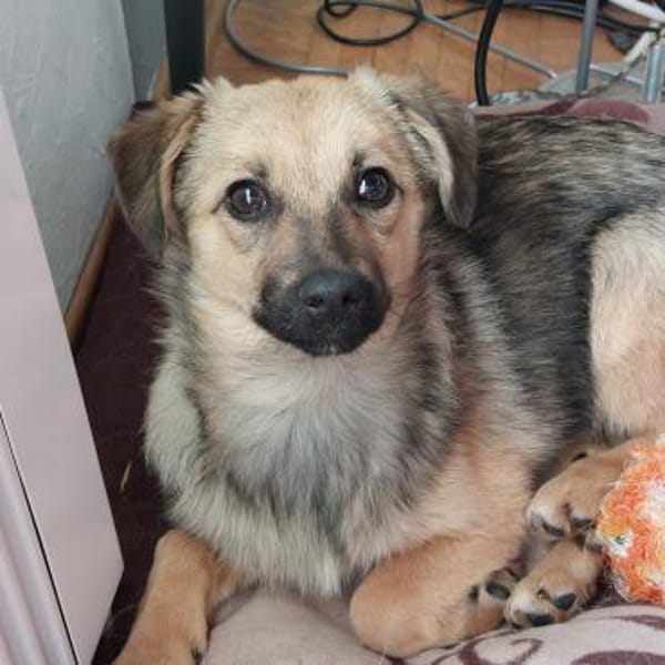 Lale- Zuckermaus auf Körbchensuche!