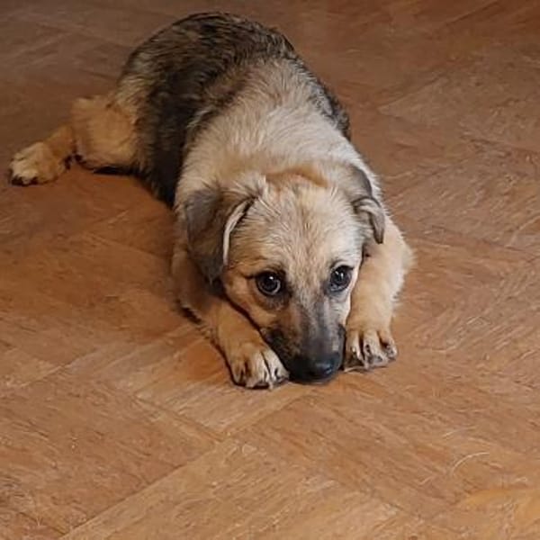 Lale- Zuckermaus auf Körbchensuche!