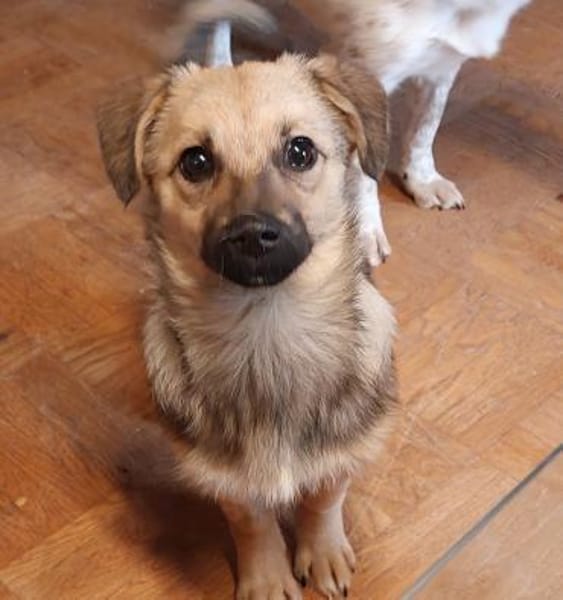 Lale- Zuckermaus auf Körbchensuche!