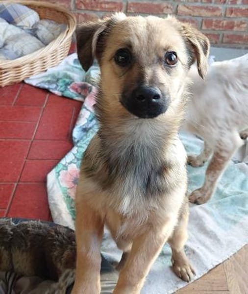 Lale- Zuckermaus auf Körbchensuche!