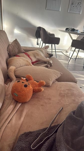 Dobby wartet auf PS in Hamburg!