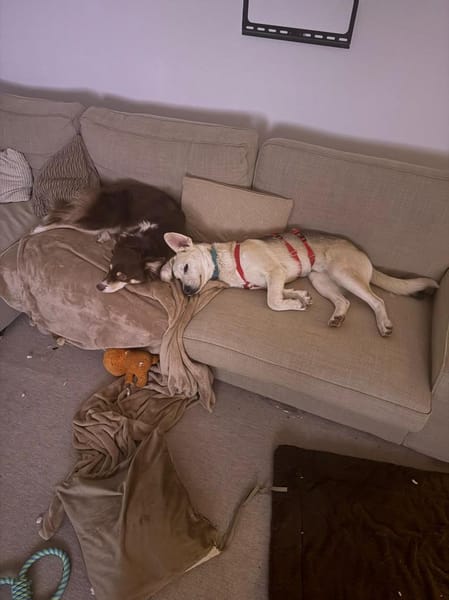 Dobby wartet auf PS in Hamburg!