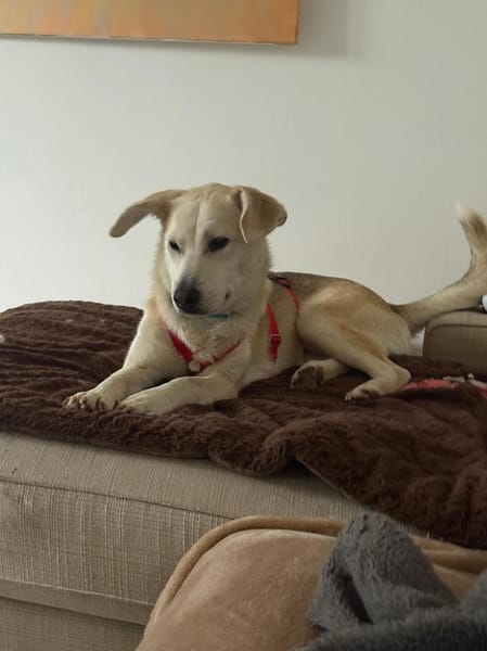 Dobby wartet auf PS in Hamburg!