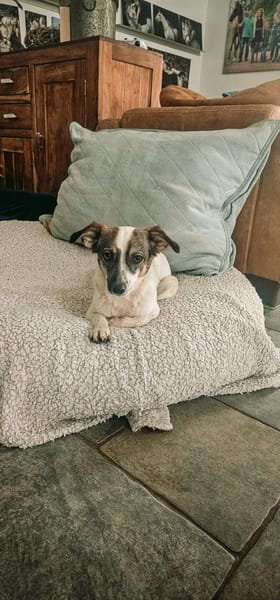 Sanfte anhängliche NANE