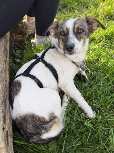 Sanfte anhängliche NANE