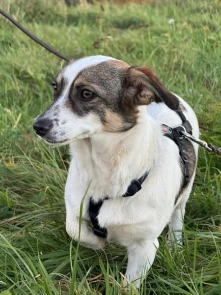 Sanfte anhängliche NANE