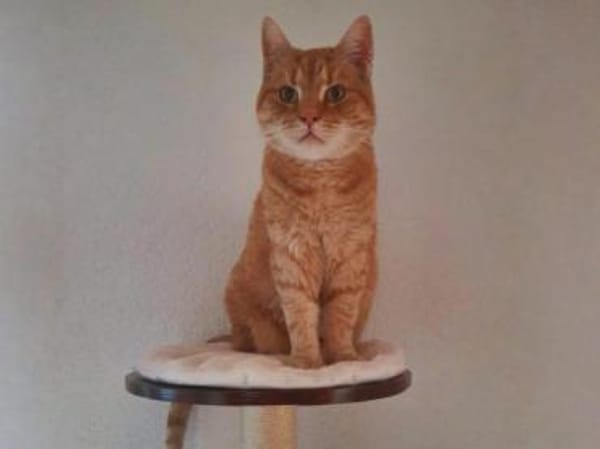 Püppi sucht ruhige einfühlsame Menschen