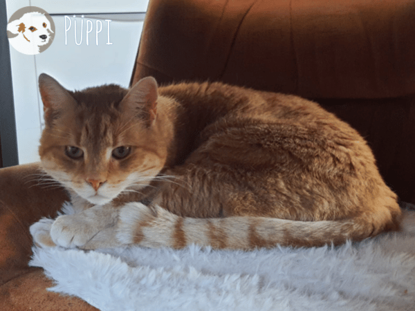 Püppi sucht ruhige einfühlsame Menschen