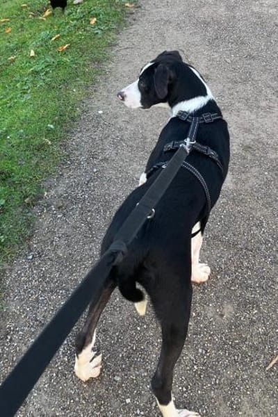 Rocky 💗 wartet in 50674 Köln