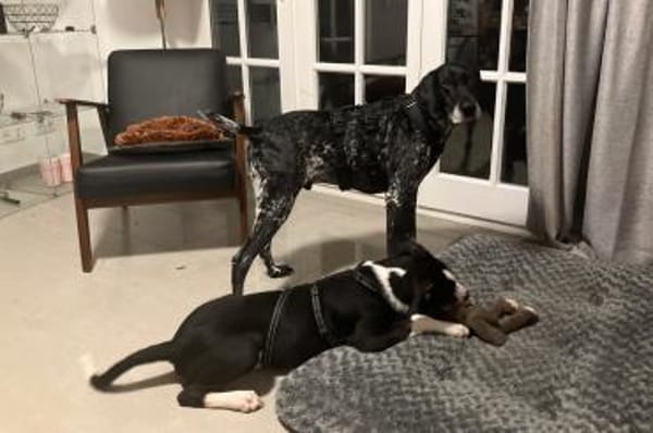 Rocky 💗 wartet in 50674 Köln