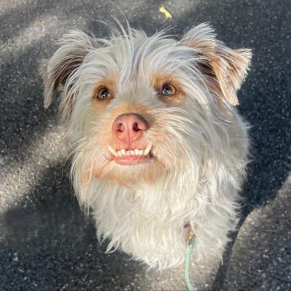 Mathis anhänglicher kleiner Rüde! 08/22