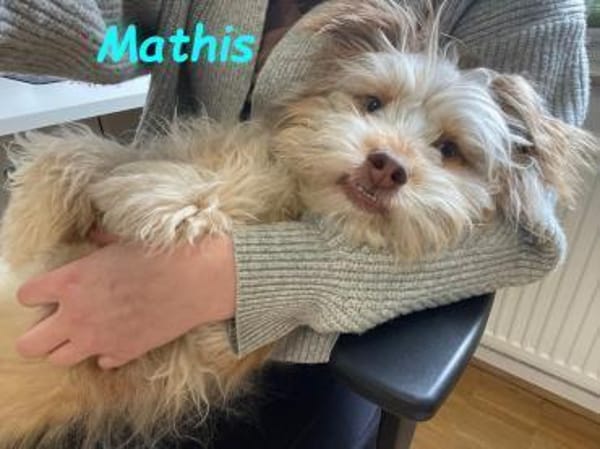 Mathis anhänglicher kleiner Rüde! 08/22