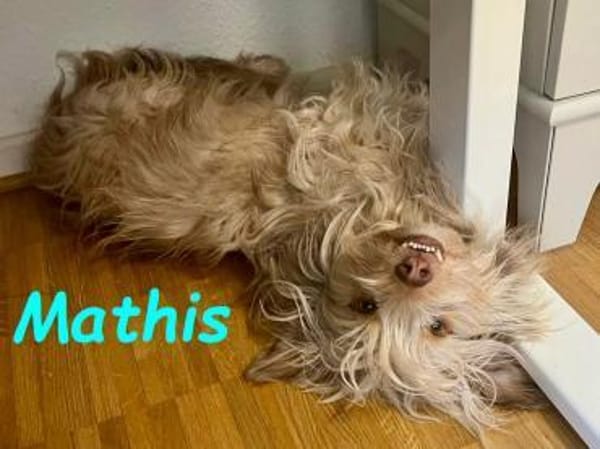 Mathis anhänglicher kleiner Rüde! 08/22