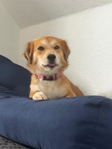 Bienen sucht dringend ein neues Zuhause