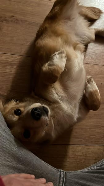 Bienen sucht dringend ein neues Zuhause